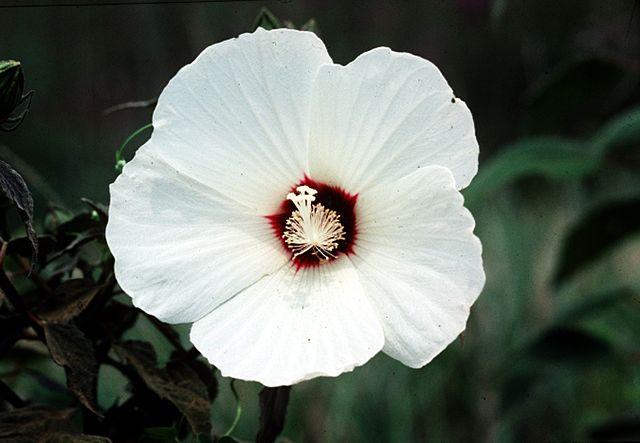 Hibiscus moscheutos - Rose Mallow 