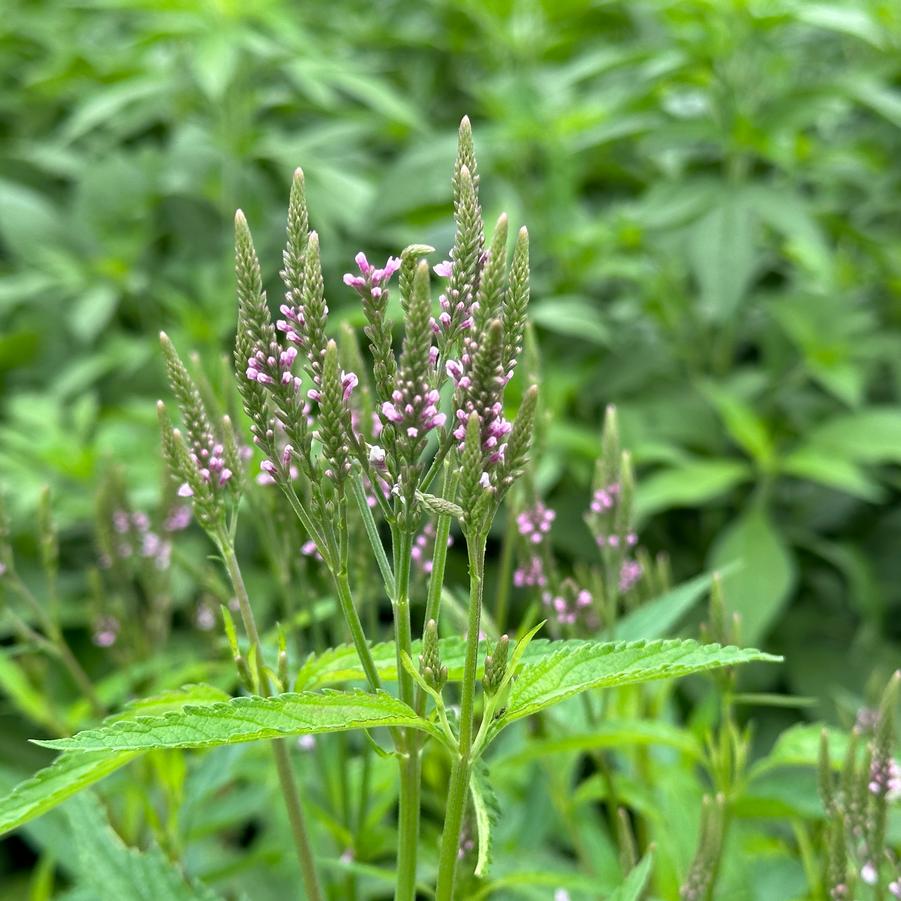 Verbena hastata Pink Spires