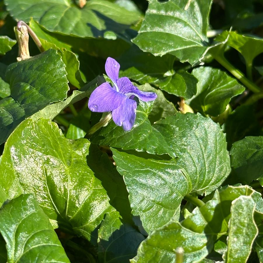 Viola sororia - Common Violet from Pleasant Run Nursery