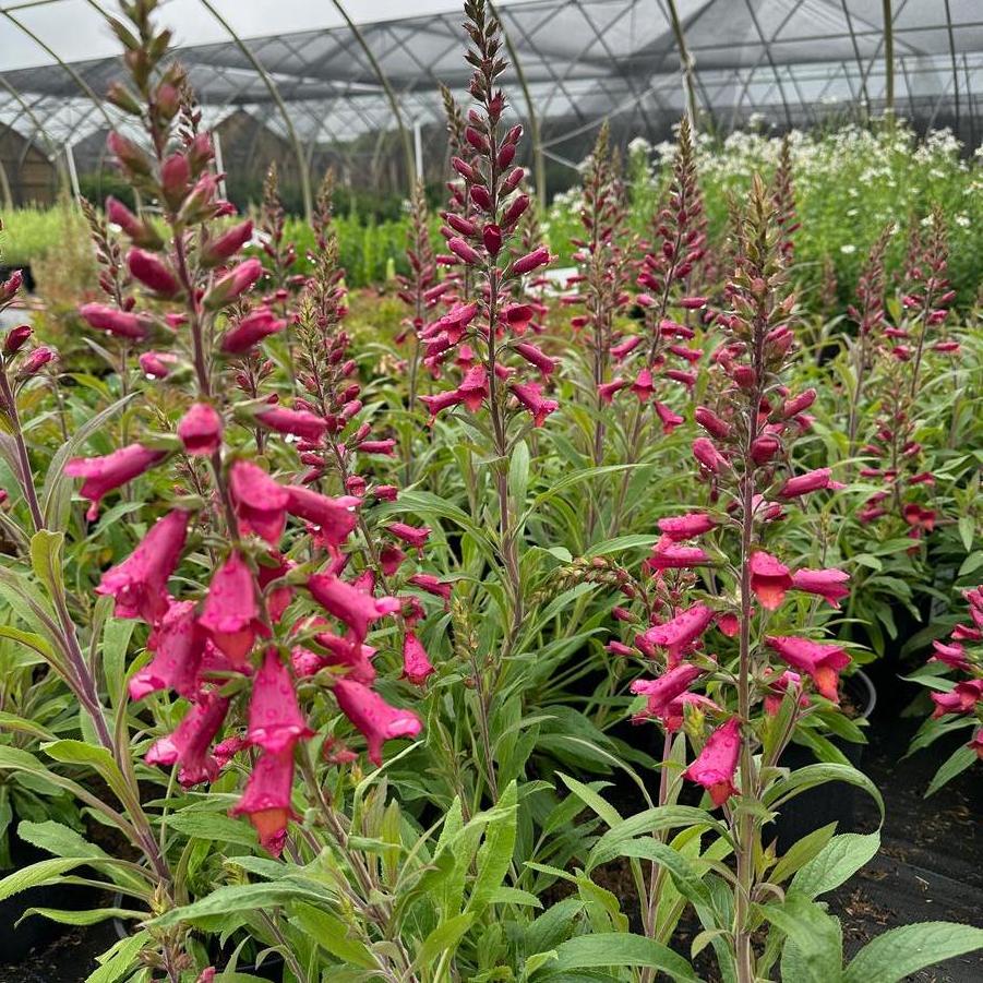 x Digiplexis ILLUMINATION® 'Raspberry'