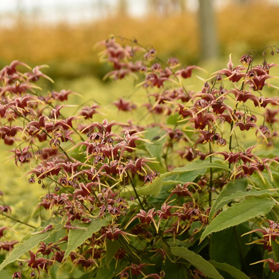 Epimedium x 'Cranberry Dancer' - Barrenwort Photo courtesy of Walters Gardens, Inc.