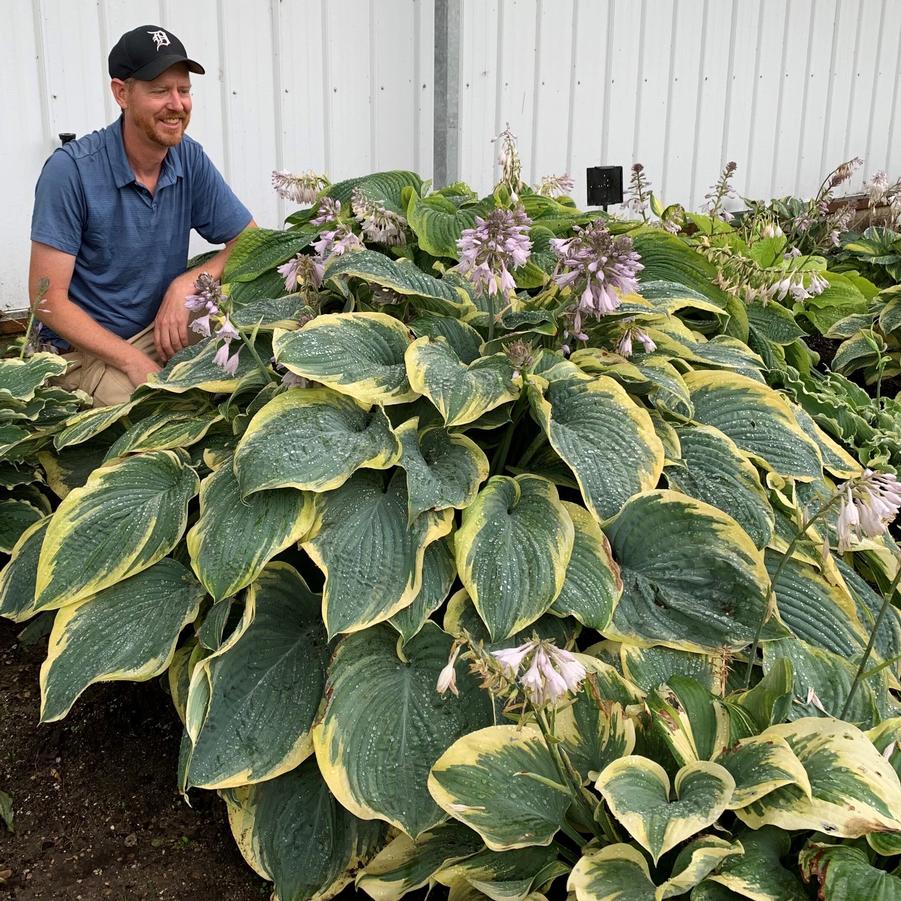 Hosta 'Gigantosaurus' - Plantain Lily (Photo courtesy of Walters Gardens, Inc.)