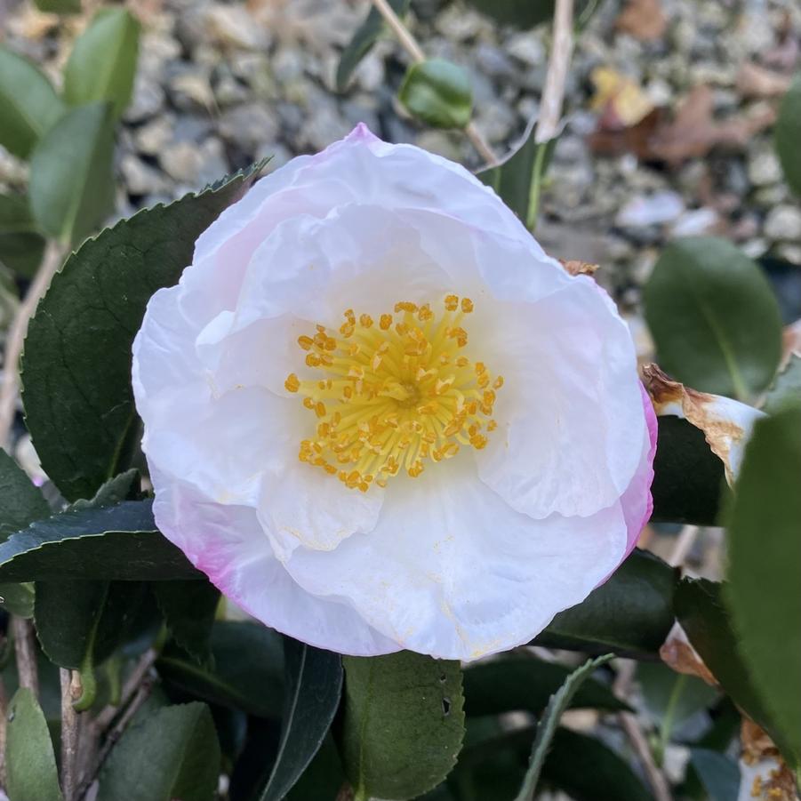 Camellia sasanqua 'Northern Lights' 