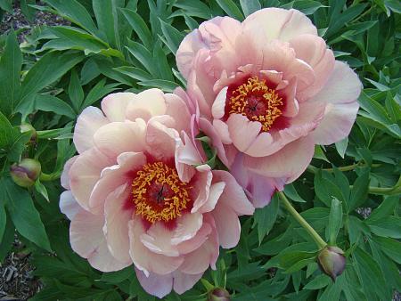 Paeonia x Itoh 'Berry Berry Fine' - Photo Courtesy of DeVroomen