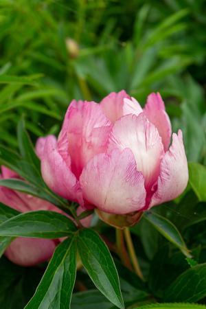 Paeonia x Itoh 'Pink Double Dandy' - Photo Courtesy of DeVroomen