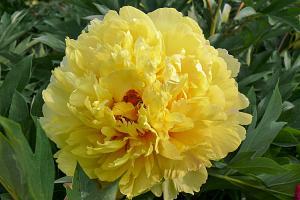 Paeonia x Itoh 'Sonoma Ye Do' - Photo Courtesy of DeVroomen