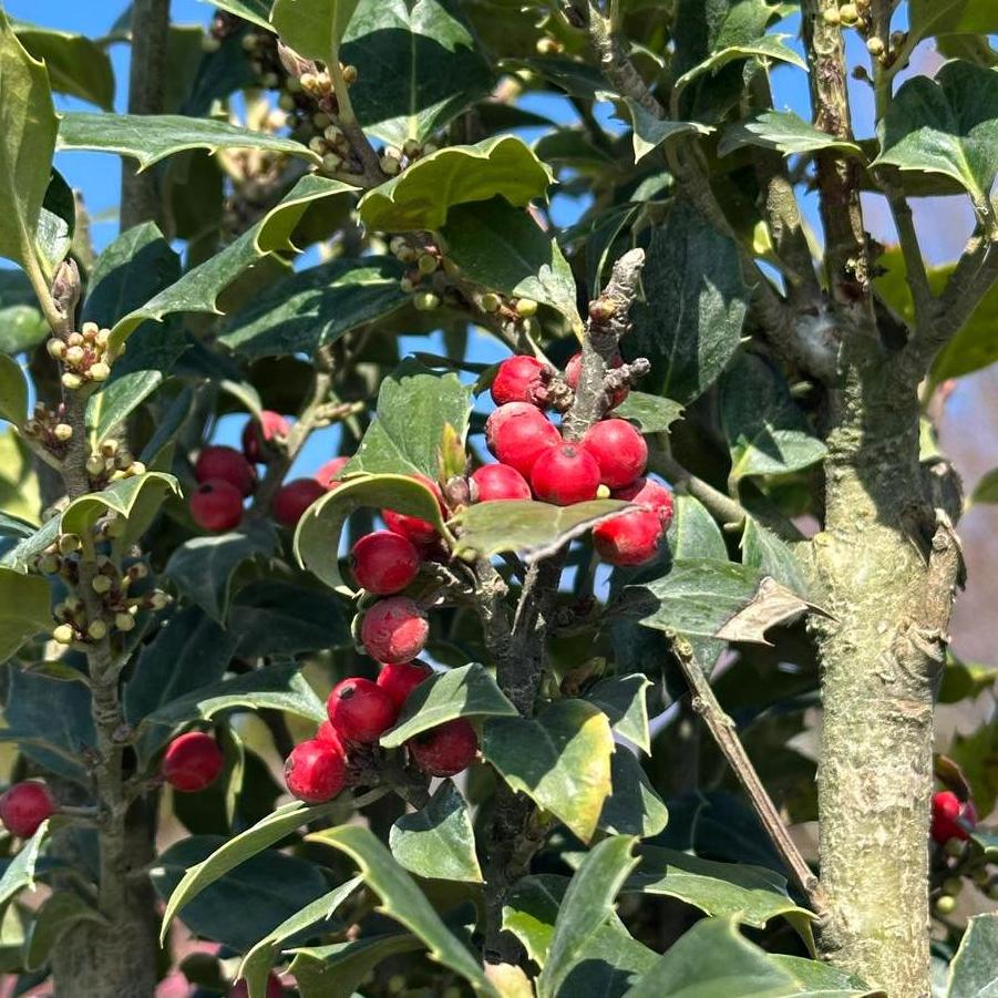 Ilex x Centennial Dragon