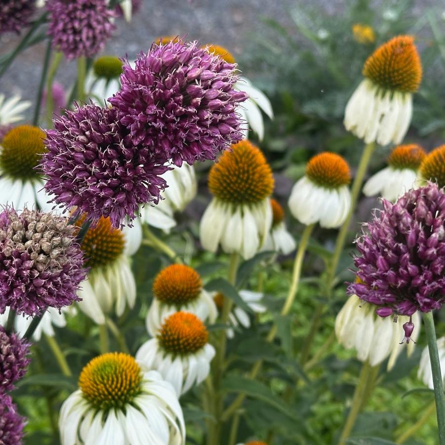 Allium sphaerocephalon 
