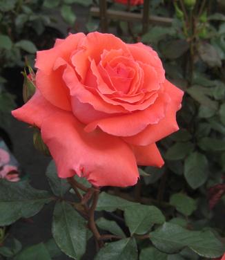 Rosa America™ - Climbing Rose