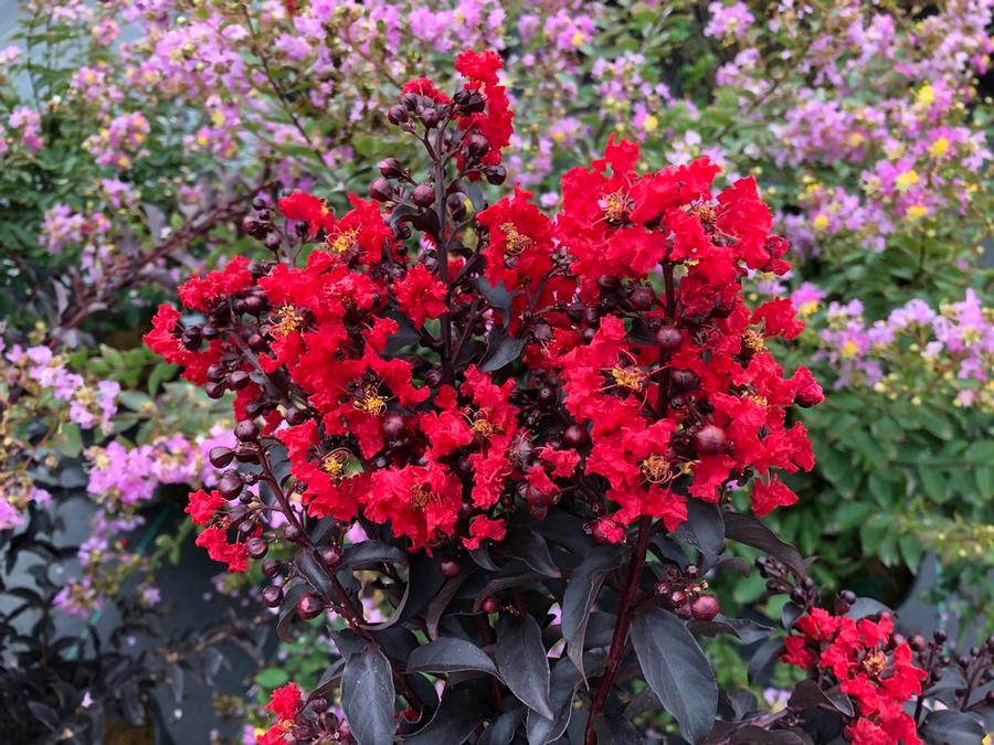 Lagerstroemia Center Stage® Red - Crapemyrtle (Courtesy of Proven Winners) 