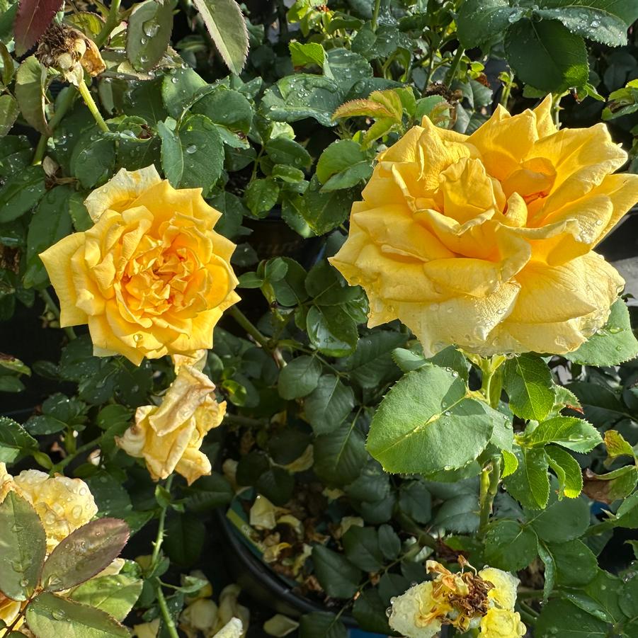 Rosa Royal Gold