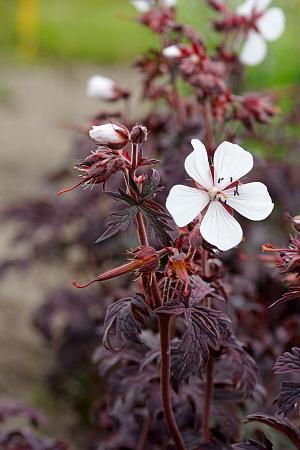 Geranium pratense 'Midnight Ghost' - Photo Courtesy of DeVroomen 