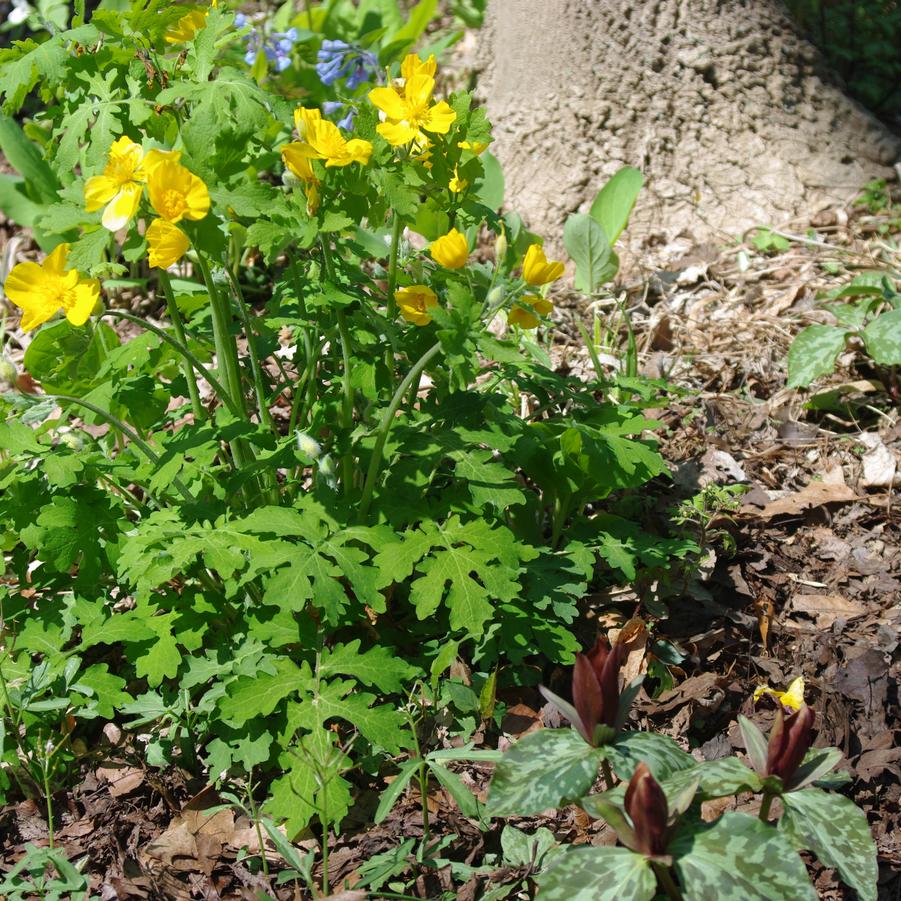 Stylophorum diphyllum 