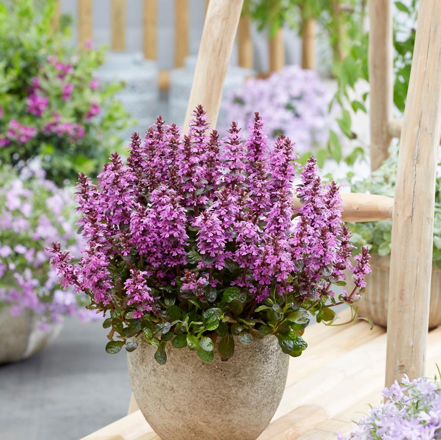Ajuga reptans 'Midnight Mystery™' - Photo: Plants Nouveau
