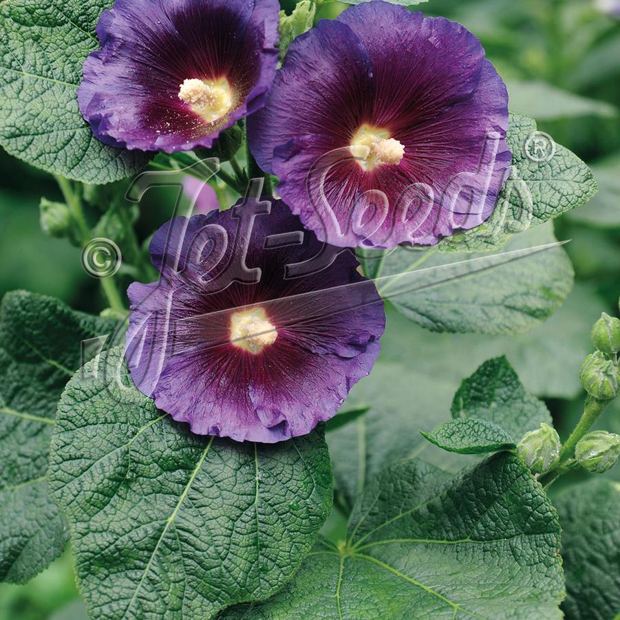 Alcea rosea SPOTLIGHT™ 'Purple Rain' - Hollyhock from JELITTO STAUDENSAMEN GMBH