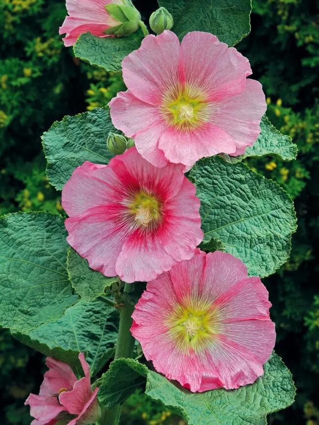 Alcea rosea SPOTLIGHT™ Radiant Rose - Hollyhock (Courtesy of Proven Winners)