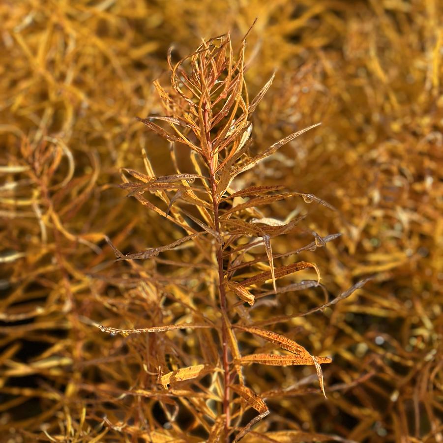 Amsonia hubrichtii Butterscotch™