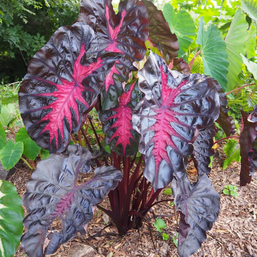 Colocasia x Redemption™ - Elephant Ear Photo: Plants Nouveau