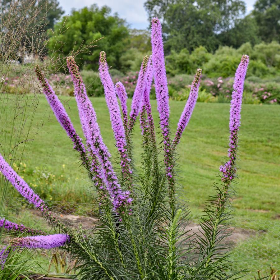 Liatris pycnostacha 'Lavender Glowsticks' - Prairie Blazing Star Photos courtesy of Walters Gardens, Inc.