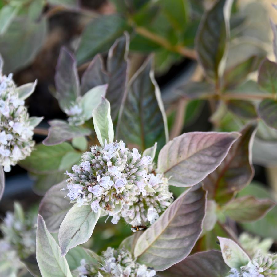 Pycnanthemum x 'Smokey Mountain Mint' - Mountain Mint Photo: Intrinsic Introductions