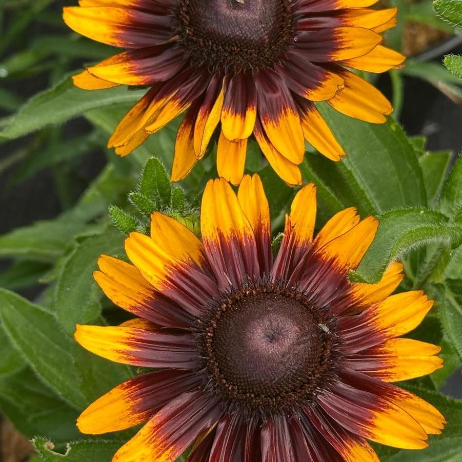 Rudbeckia Hirta Sonora Black Eyed Susan From Pleasant Run Nursery Rudbeckia Hirta Sonora Black Eyed Susan From Pleasant Run Nursery