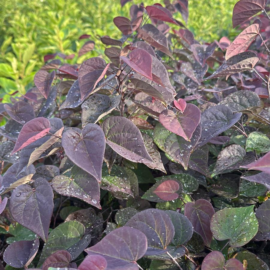 Cercis canadensis Garden Gems™ 'Amethyst' - Eastern Redbud from Pleasant Run Nursery