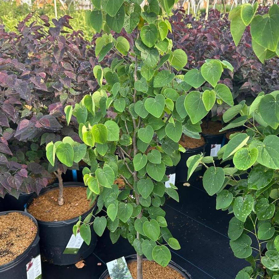 Cercis canadensis Garden Gems™ Emerald