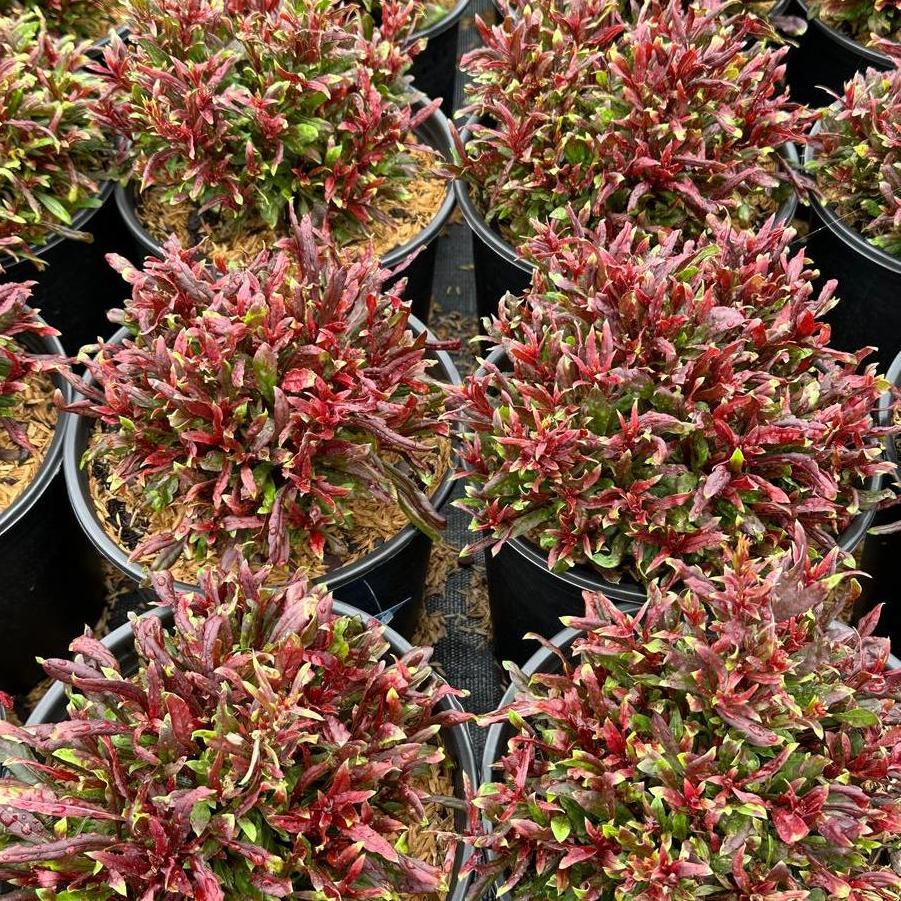 Gaura lindheimeri Gaudi™ Red