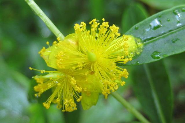 Hypericum prolificum - Shrubby St. Johnswort