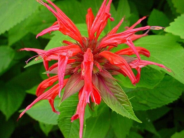 Monarda didyma - Bee Balm