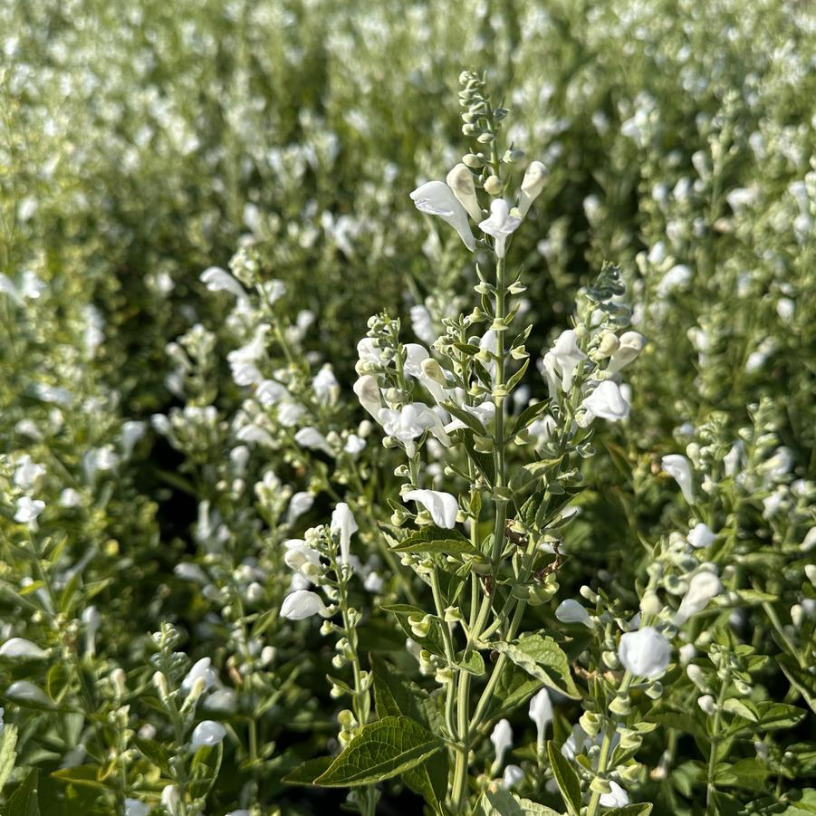 Scutellaria incana Prairie Snow