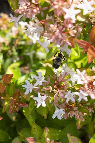 Abelia x Peach Perfection® - Abelia (Photo: Star® Roses and Plants)
