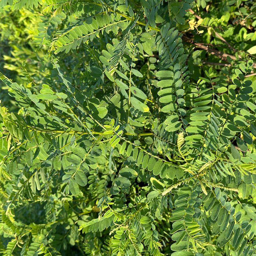 Amorpha fruticosa 