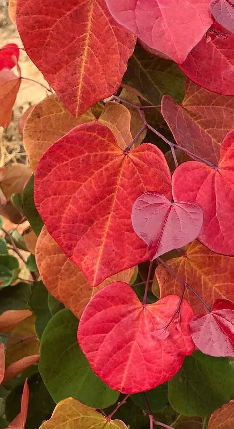 Cercis canadensis 'Hearts A'Fire™' - Eastern Redbud 
