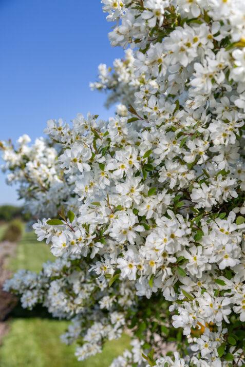 Exochorda x macrantha 'Lotus Moon™' - Pearlbush Courtesy of Bailey Nurseries