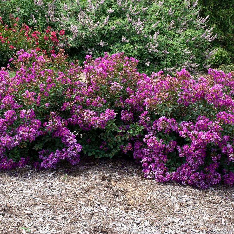 Lagerstroemia indica Bellini? 'Grape' - Photo Courtesy of Star Roses and Plants