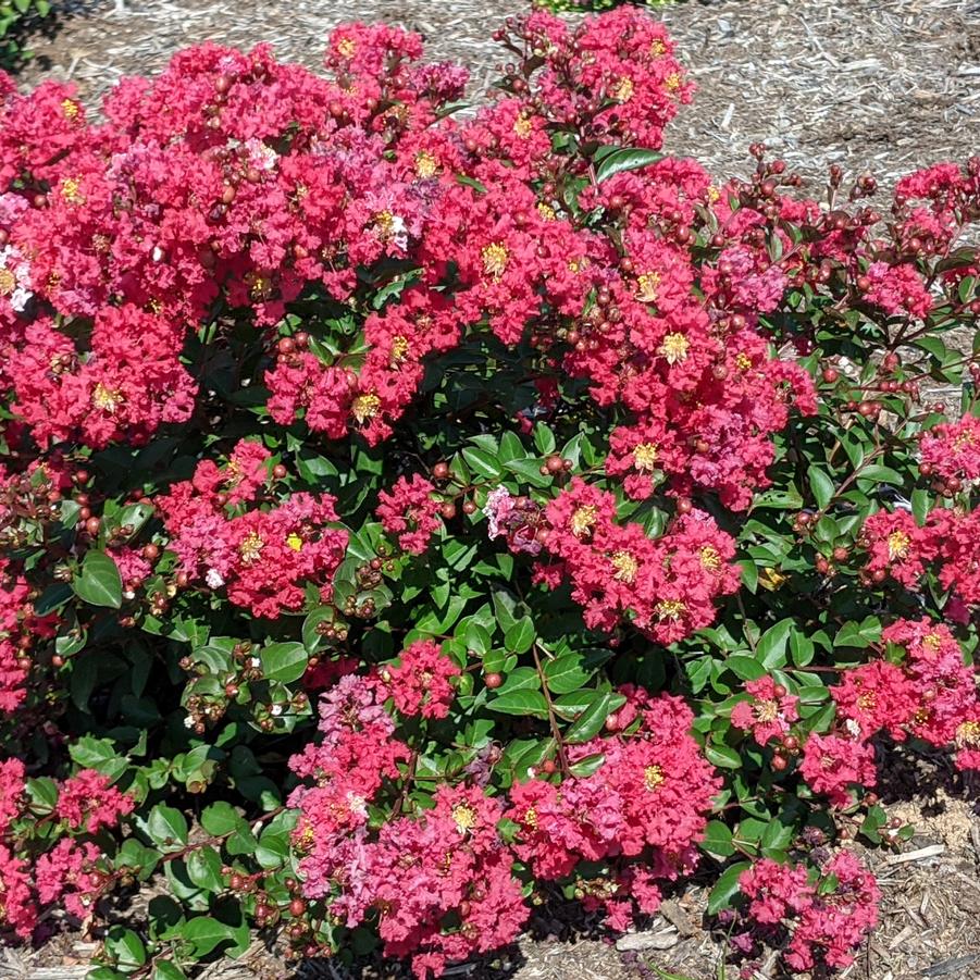 Lagerstroemia indica Bellini® 'Strawberry' - Photo Courtesy of Star® Roses and Plants