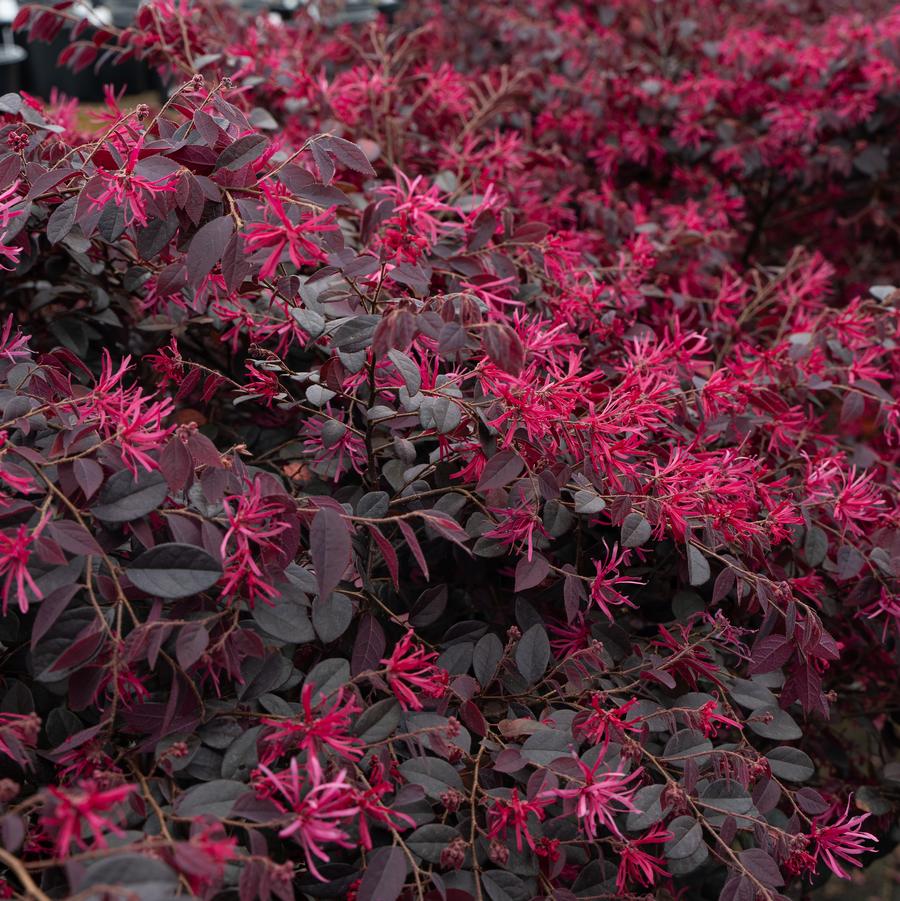 Loropetalum chinensis 'Cerise Charm™' - Chinese Fringe Flower, Photo Courtesy of Star Roses and Plants