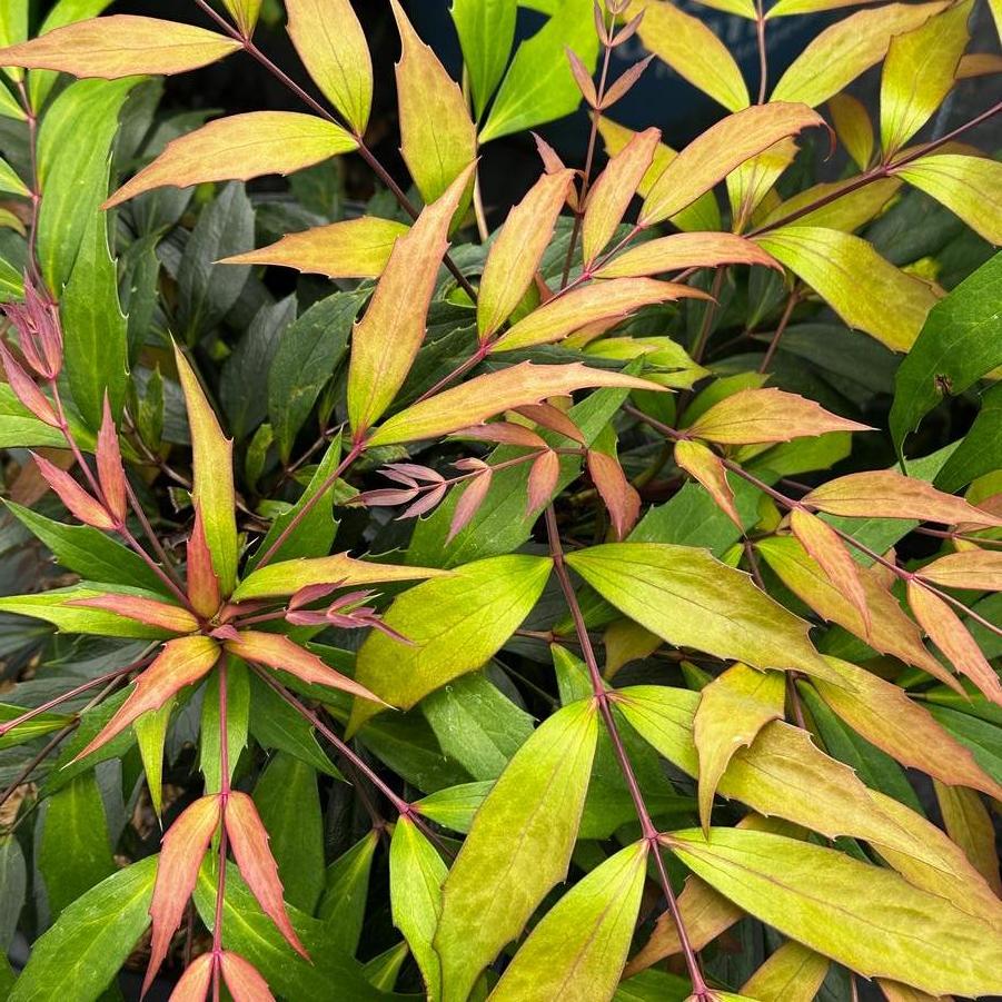 Mahonia x Funky Flow™