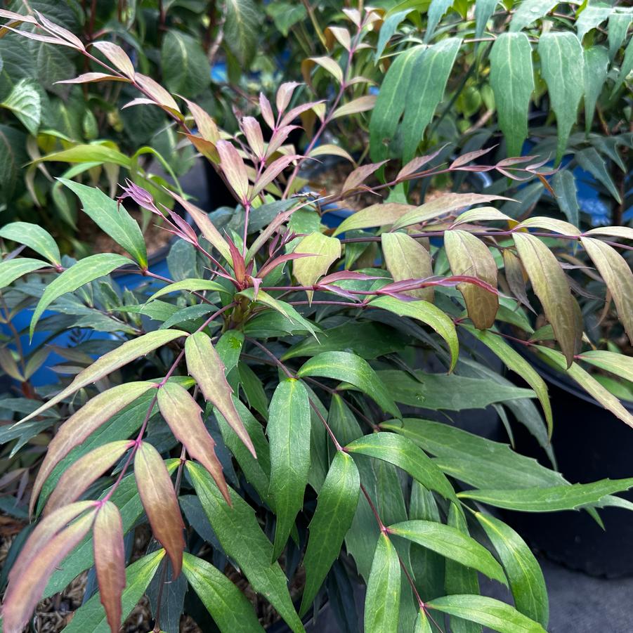 Mahonia x Groovy Glow™