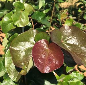 Cercis canadensis 'Oklahoma Sparkler' - Eastern Redbud 