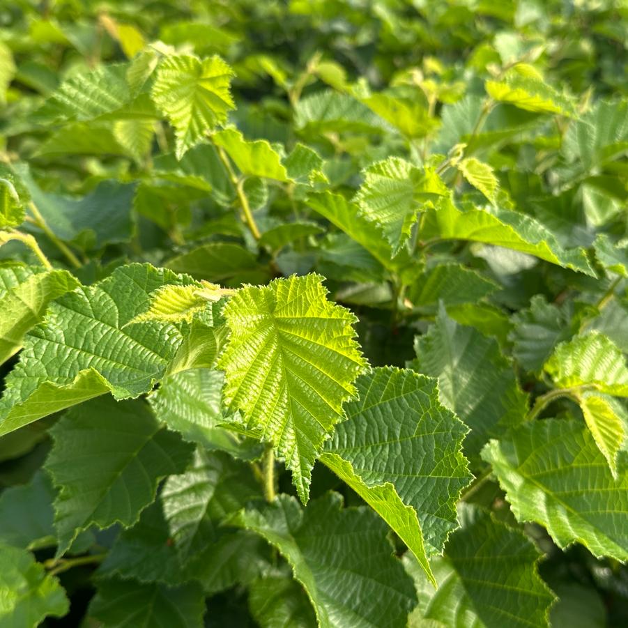Corylus americana 