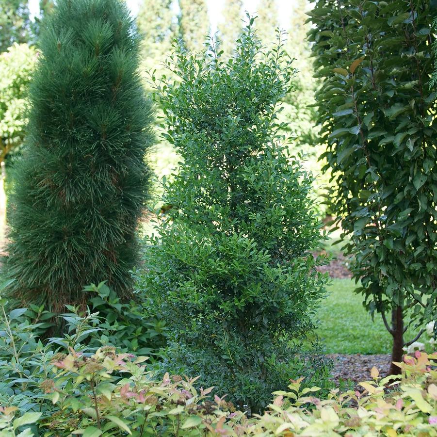 Ilex glabra Squeeze Box®