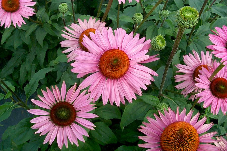 Echinacea x 'Ruby Giant' - Coneflower (Courtesy of Proven Winners)