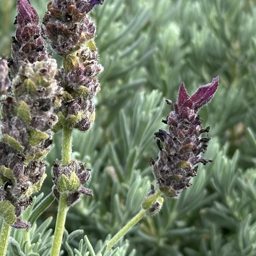 Lavandula stoechas Anouk Burgundy