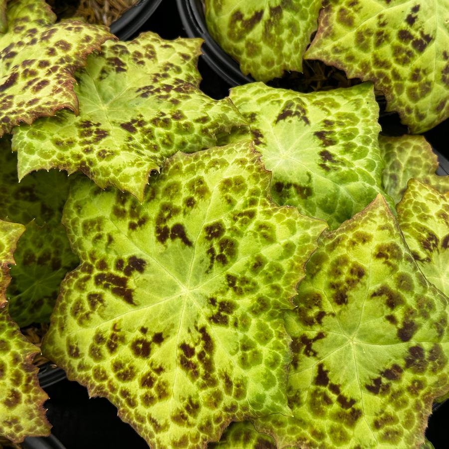 Podophyllum x Spotty Dotty