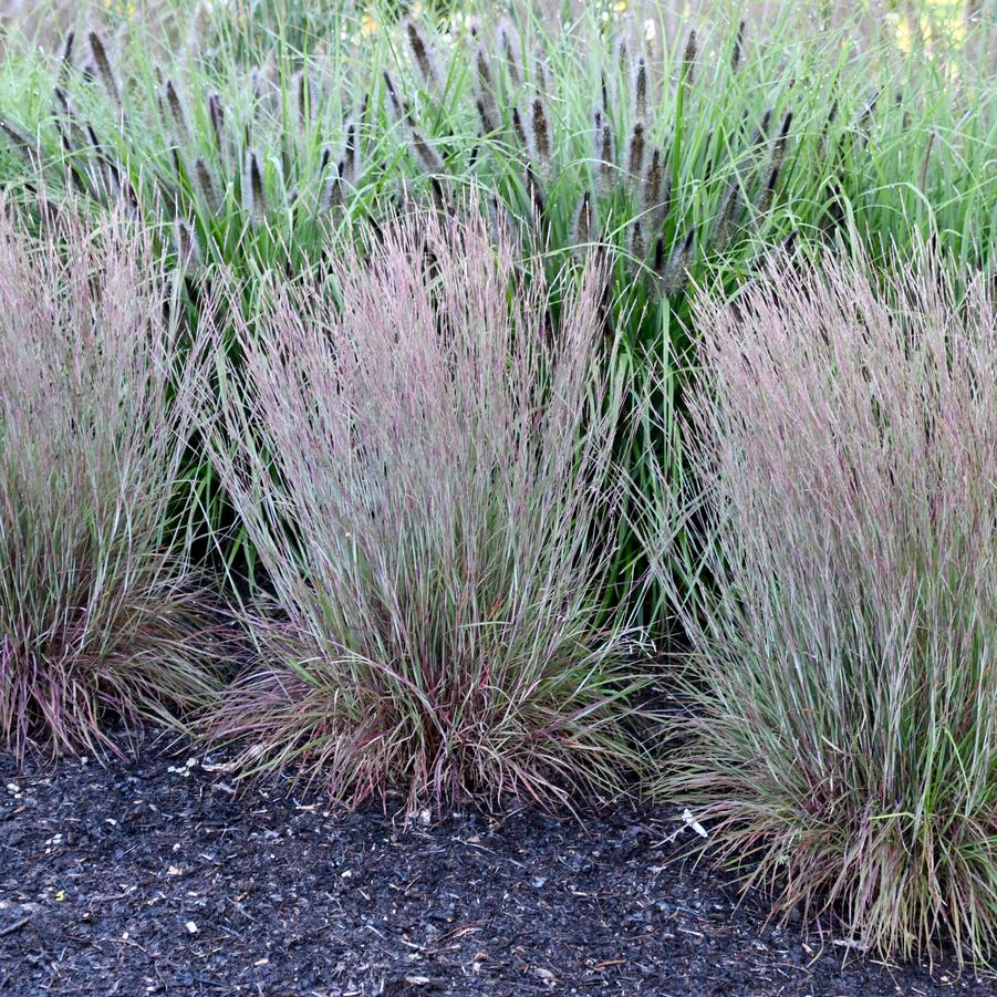 Schizachyrium scoparium 'Little Red Fox' - Photo Intrinsic Introductions