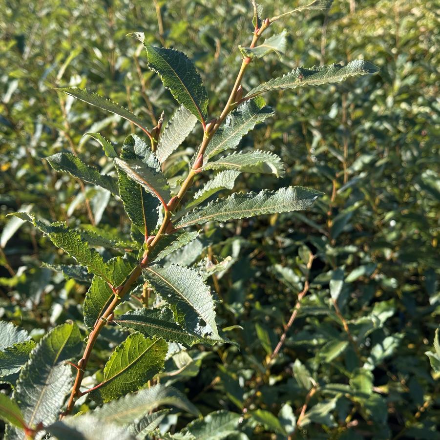 Salix discolor 