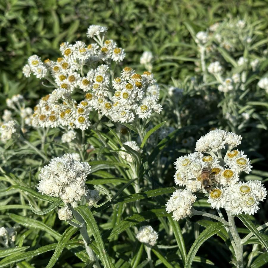 Anaphalis margaritacea 