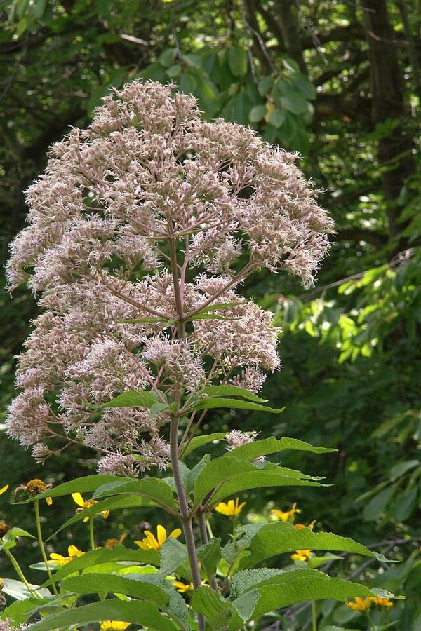 Eupatorium fistulosum - Joe Pye Weed